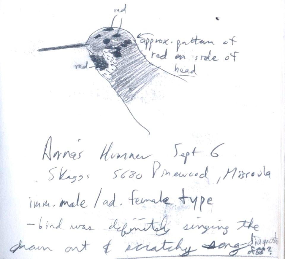 Anna's Hummingbird (1 of 2 individuals), Missoula, MT, September 6, 2001