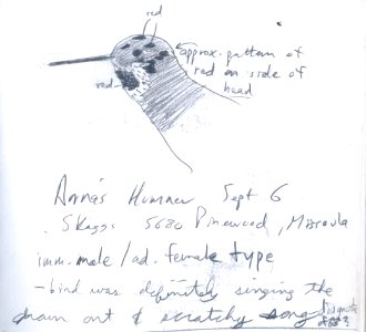 Anna's Hummingbird (1 of 2 individuals), Missoula, MT, September 6, 2001