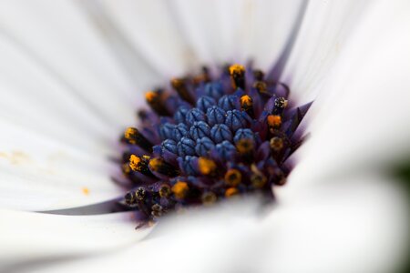 White center passion