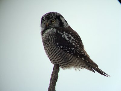 Northern Hawk Owl. photo