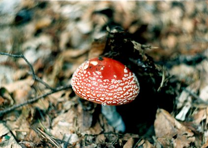 Amanita muscaria