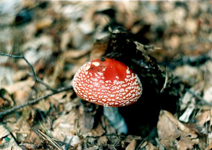 Amanita muscaria photo