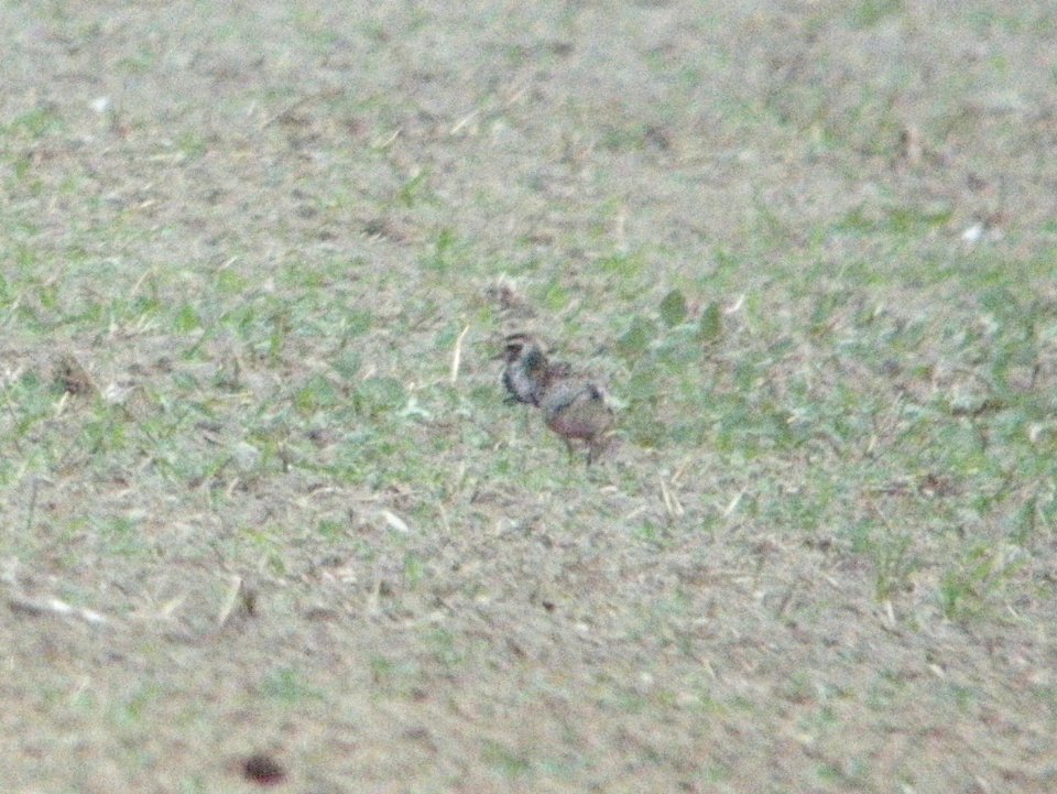 American Golden-Plovers (2 of 11), Sand Lake, MI, September 13, 2012