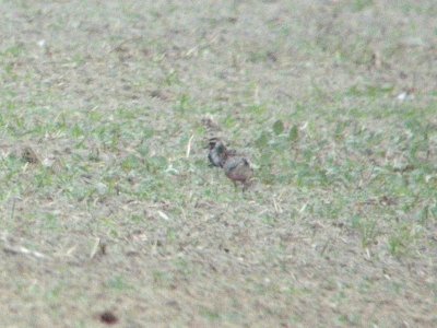 American Golden-Plovers (2 of 11), Sand Lake, MI, September 13, 2012