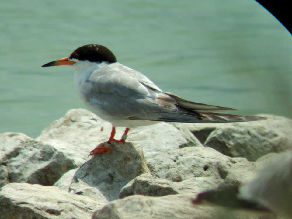 Forster's Tern (banded) photo