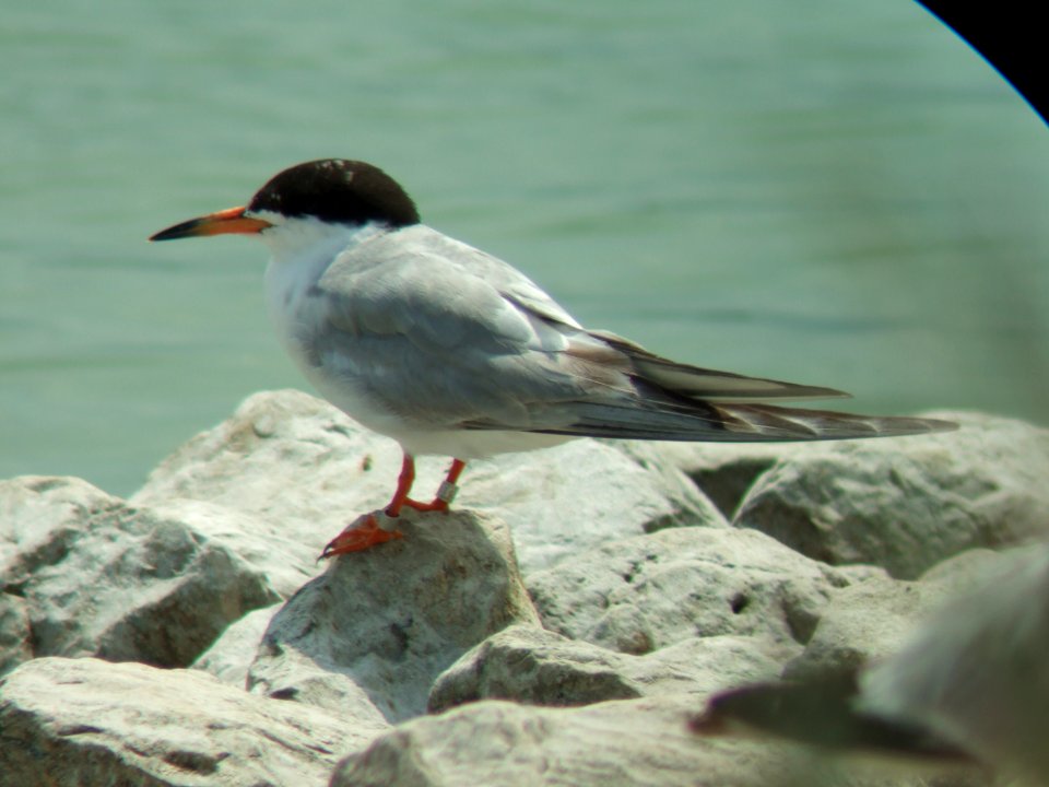 Forster's Tern (banded)