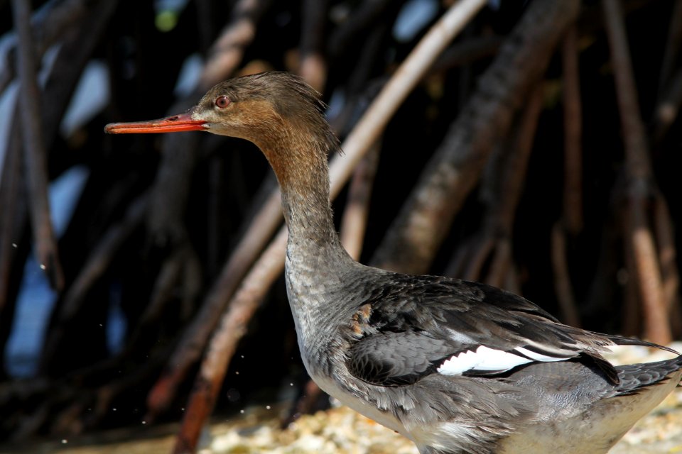 Red-breasted Merganser, Weedon Island Preserve, FL, March 30, 2012