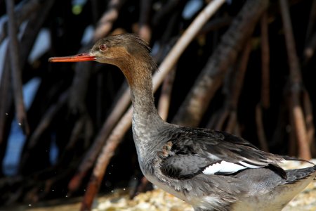 Red-breasted Merganser, Weedon Island Preserve, FL, March 30, 2012 photo