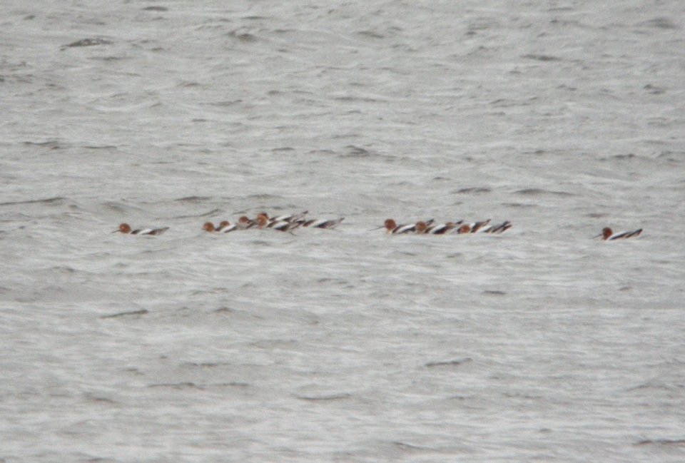 American Avocets (12), Reed's Lake, East Grand Rapids, MI, 19 April 2013