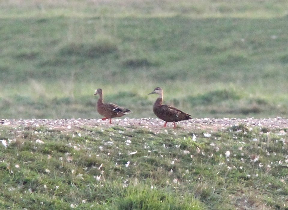 Mystery Duck, Caledonia Waste Water Facility, September 3, 2012