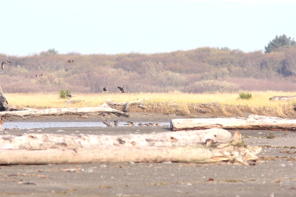 Greater White-fronted Geese, Ocean Shores Game Range, WA, 18 October 2012