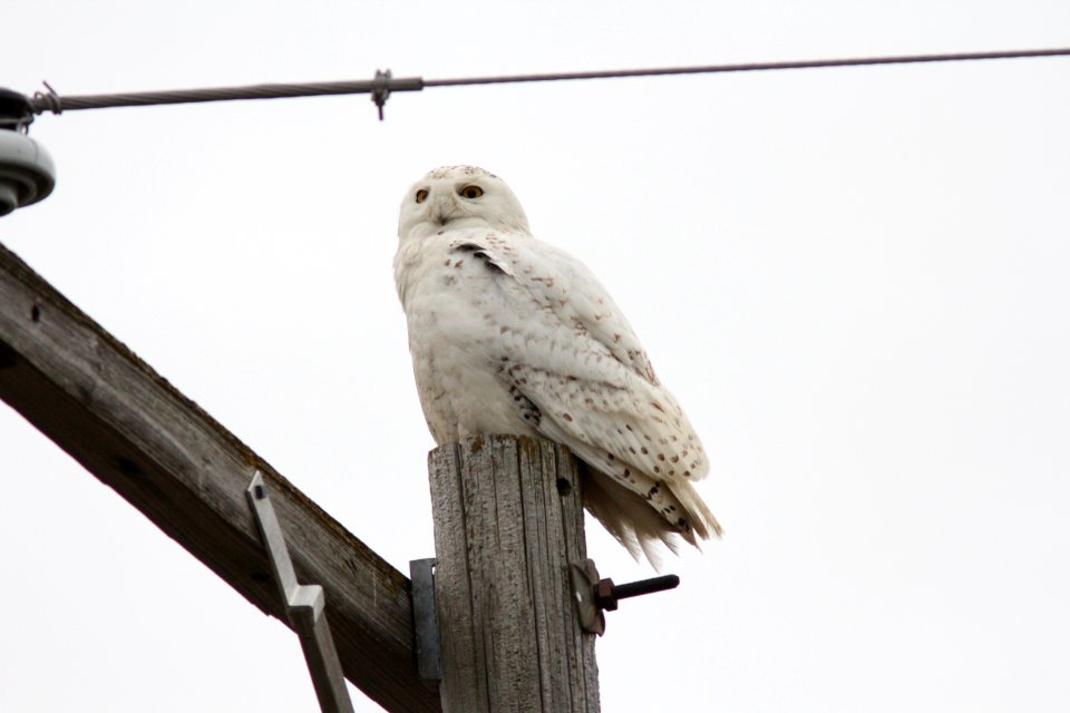 Snowy Owl, Geiger Rd, Huron Co., MI, May 7, 2012