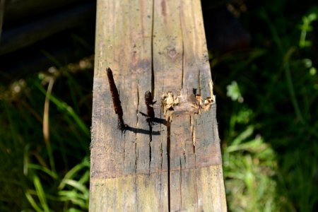 Rusty nail