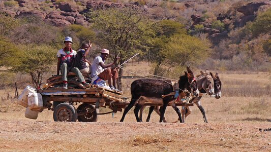 Donkey carts transport tradition