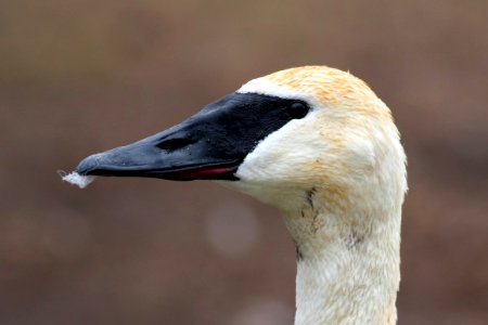 Trumpeter Swan, Kellogg Biological Station, Kalamazoo, MI photo