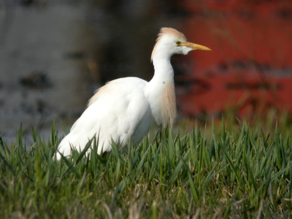 Cattle Egret, Wayland, MI, 17 April 2013