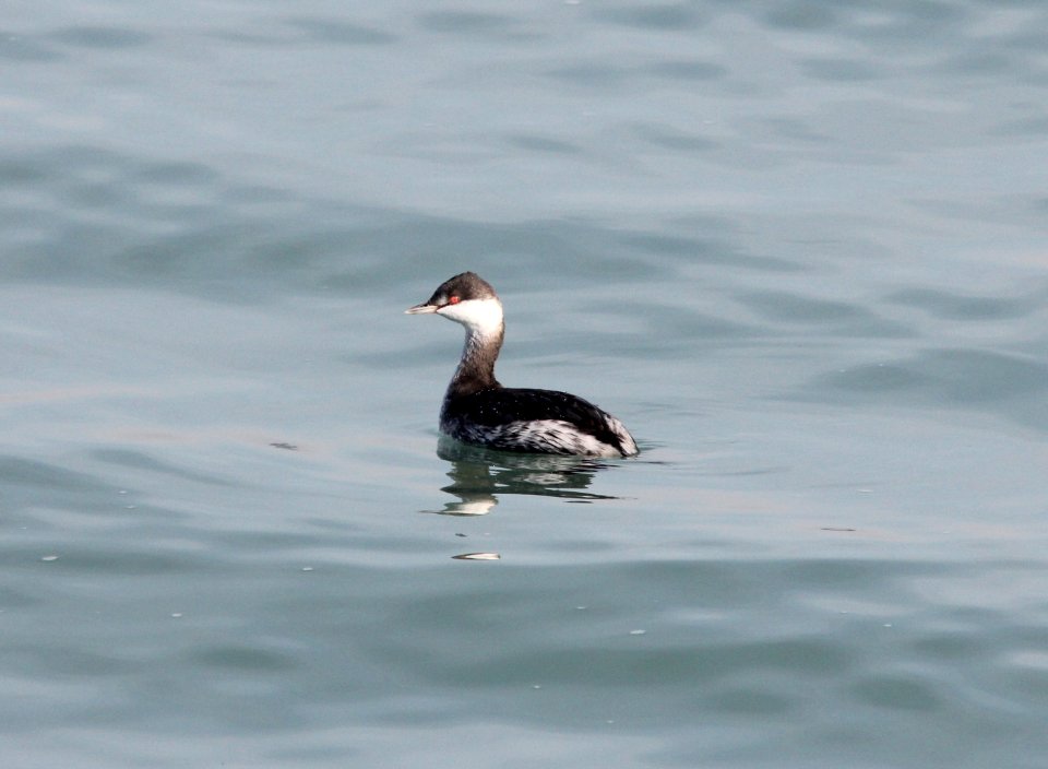 Horned Grebe, Tiscornia Park, 17 November 2012