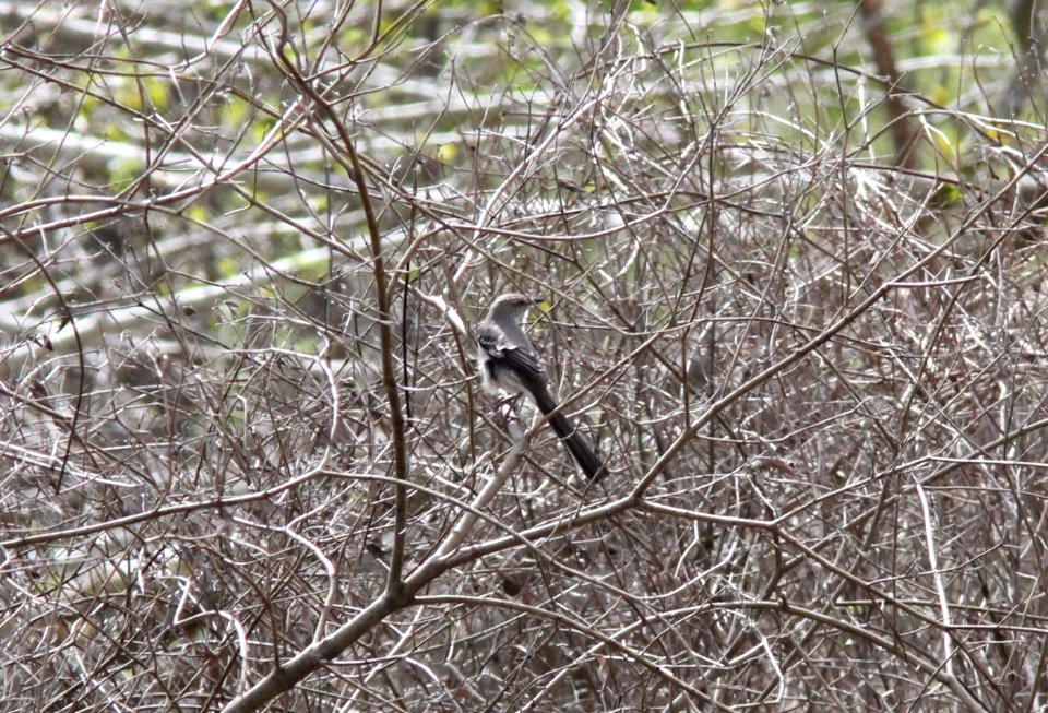 Northern Mockingbird, Fish Point SWA, 5 May 2013