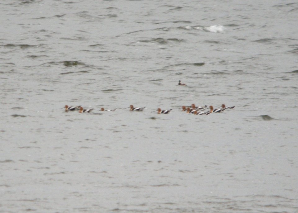 American Avocets (12), Reed's Lake, East Grand Rapids, MI, 19 April 2013