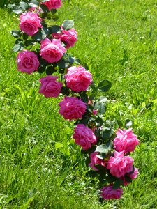 Flower plant green