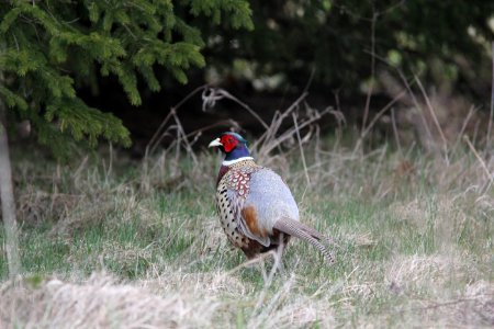 Ring-necked Pheasant, Corinth, MI, 17 April 2013