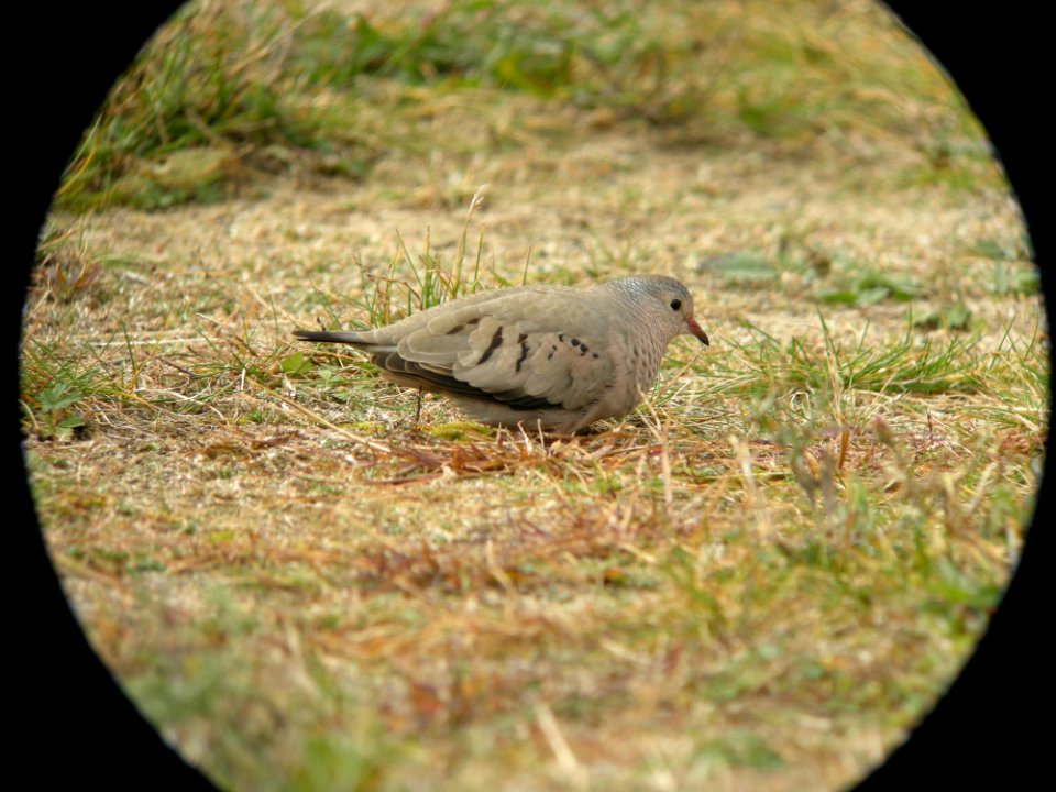 Common Ground-Dove