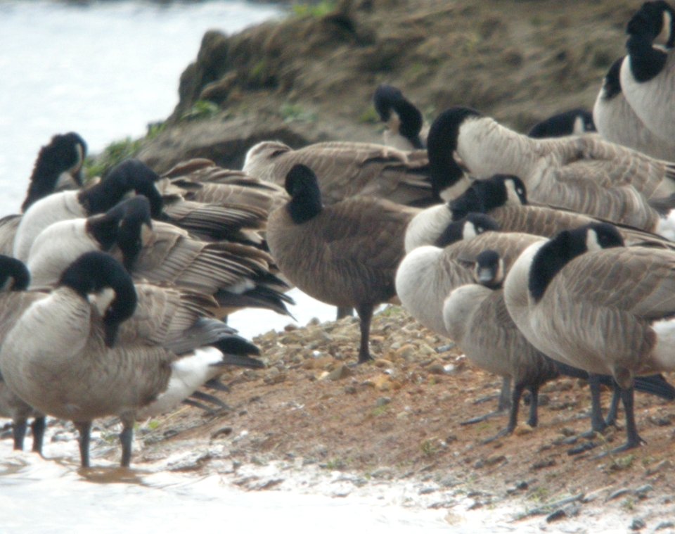 Canada Goose (Dusky, aka. occidentalis/fulva), Grays Harbor NWR, 18 October 2012
