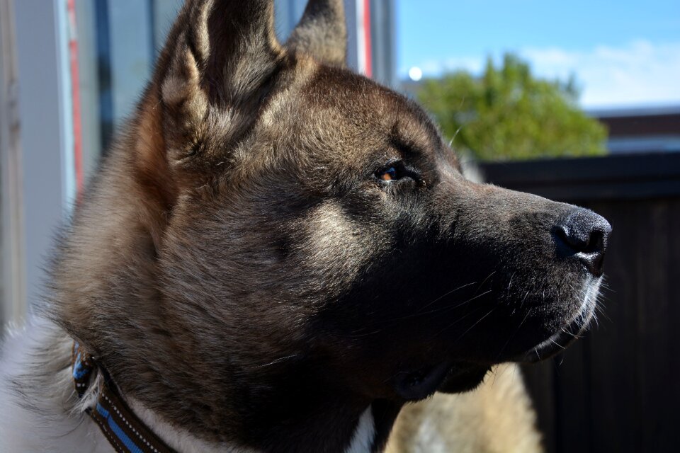 Thinking dog dreaming dog in the sun pet