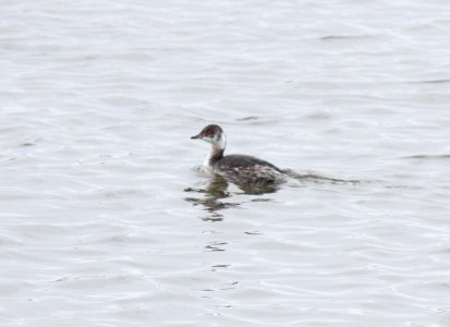 Horned Grebe, Canal Park, Grand Rapids, MI, 20 March 2013 photo