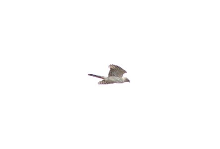 Sharp-shinned Hawk, 76th west of Breton, Kent Co., MI, 30 April 2013
