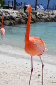 Beach summer aruba photo