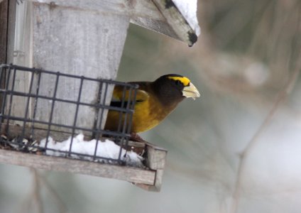 Evening Grosbeak, Sand Lake MI, 10 December 2012