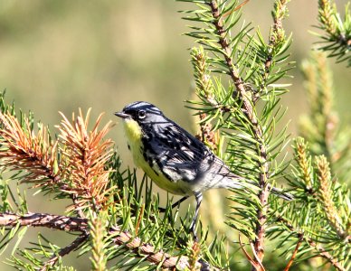 Kirtland's Warbler, male, Grayling, MI, June 4, 2012