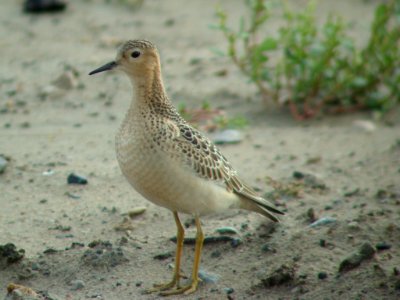 Buff-breasted Sandpiper
