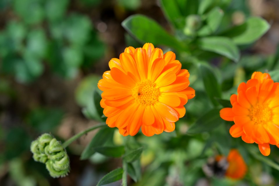 marigold