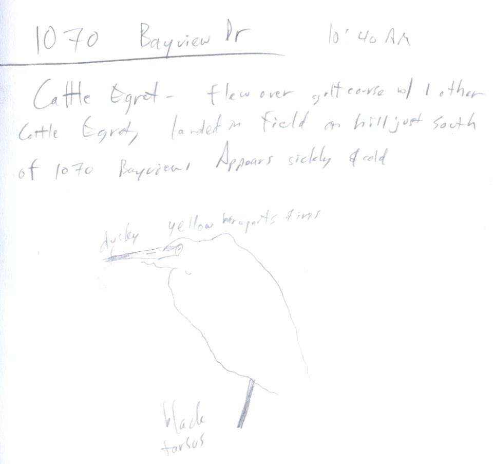 Cattle Egret (1 of at least 2), Polson, MT, November 14, 2001