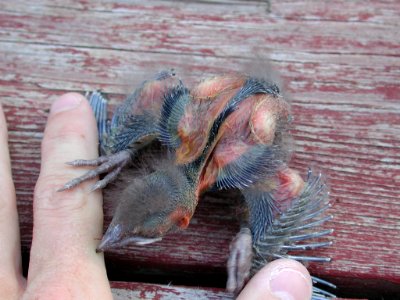 Nestling Common Grackle showing pterylae