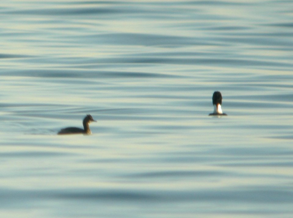 Eared Grebe, Philp County Park, Huron Co., MI, 5 May 2013