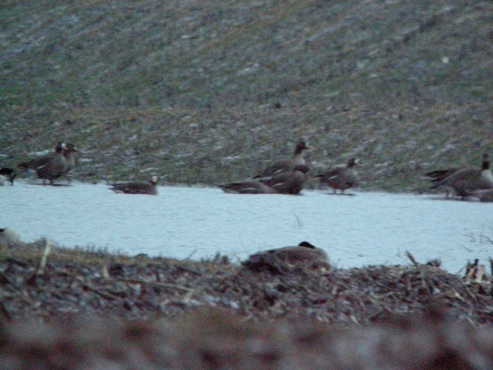 Greater White-fronted Geese (part of 11), Caledonia, MI, 12 March 2013