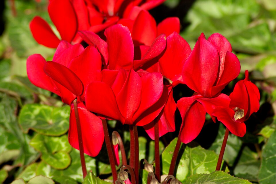 Flowers cyclamen red photo