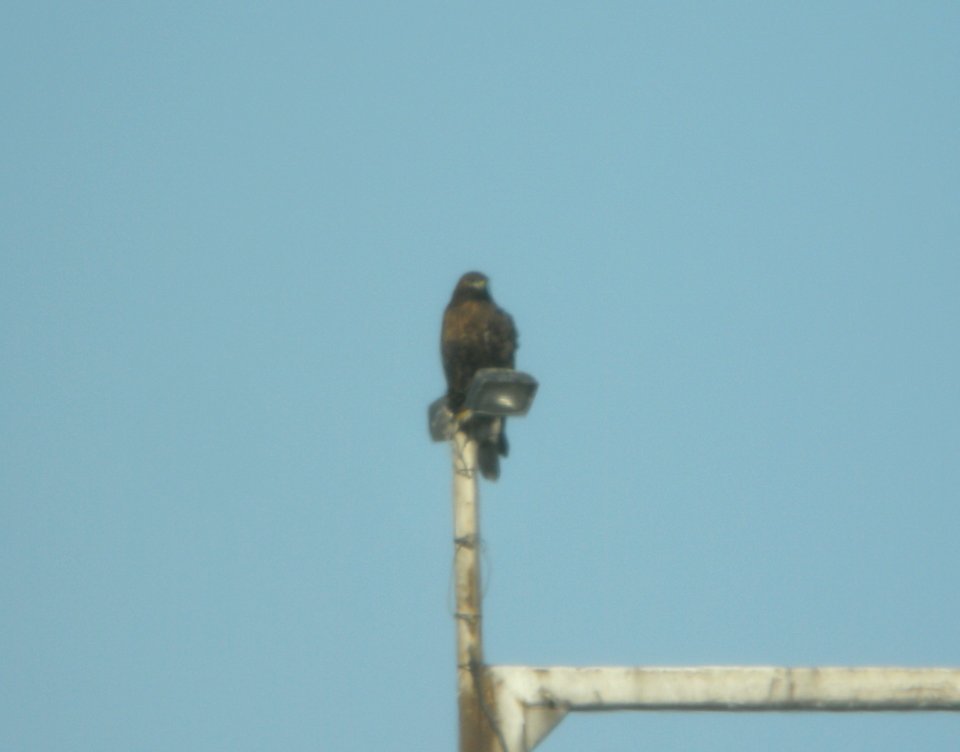 Dark intermediate (dark rufous) morph Red-tailed Hawk, Forest Lawn Landfill, Three Oaks, MI, 18 November 2012