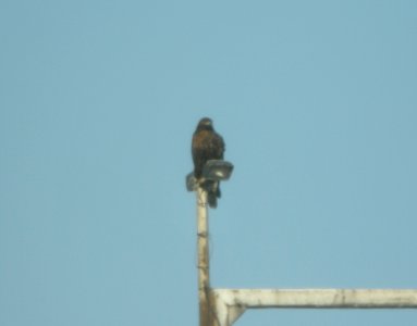 Dark intermediate (dark rufous) morph Red-tailed Hawk, Forest Lawn Landfill, Three Oaks, MI, 18 November 2012