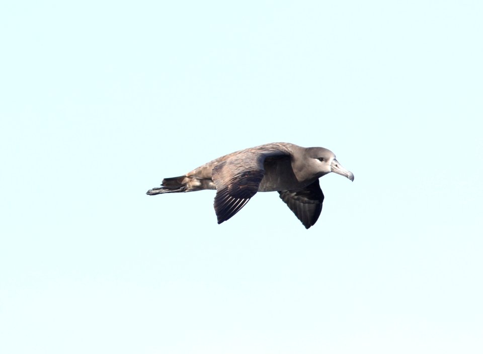 Black-footed Albatross, 30 miles offshore of Newport, OR, 20 October 2012