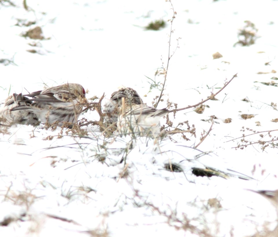Hoary Redpoll, Greenville, MI, 21 January 2013
