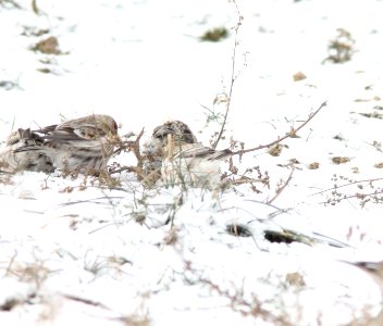 Hoary Redpoll, Greenville, MI, 21 January 2013