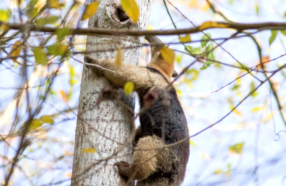 Northern Tamandua, Pipeline Rd., Panama, 4 April 2017