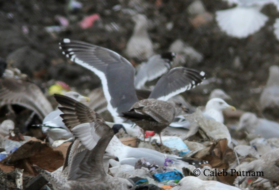 Slaty-backed Gull, Republic Landfill, Bay Co., MI, December 15, 2011