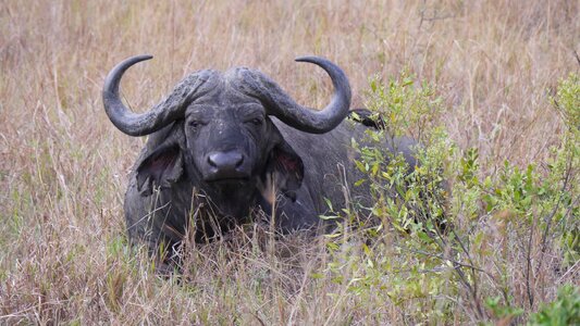 Buffalo national park animals