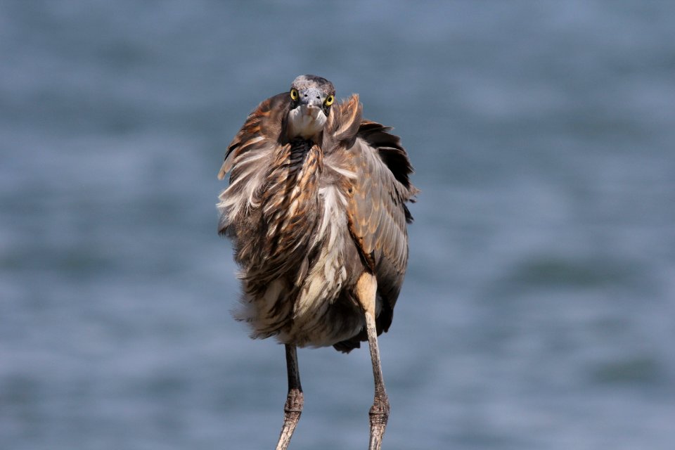 Great Blue Heron, Trenton, MI, September 21, 2012