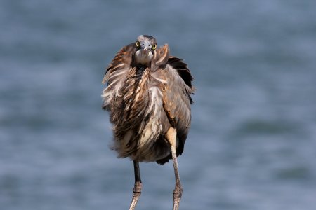 Great Blue Heron, Trenton, MI, September 21, 2012